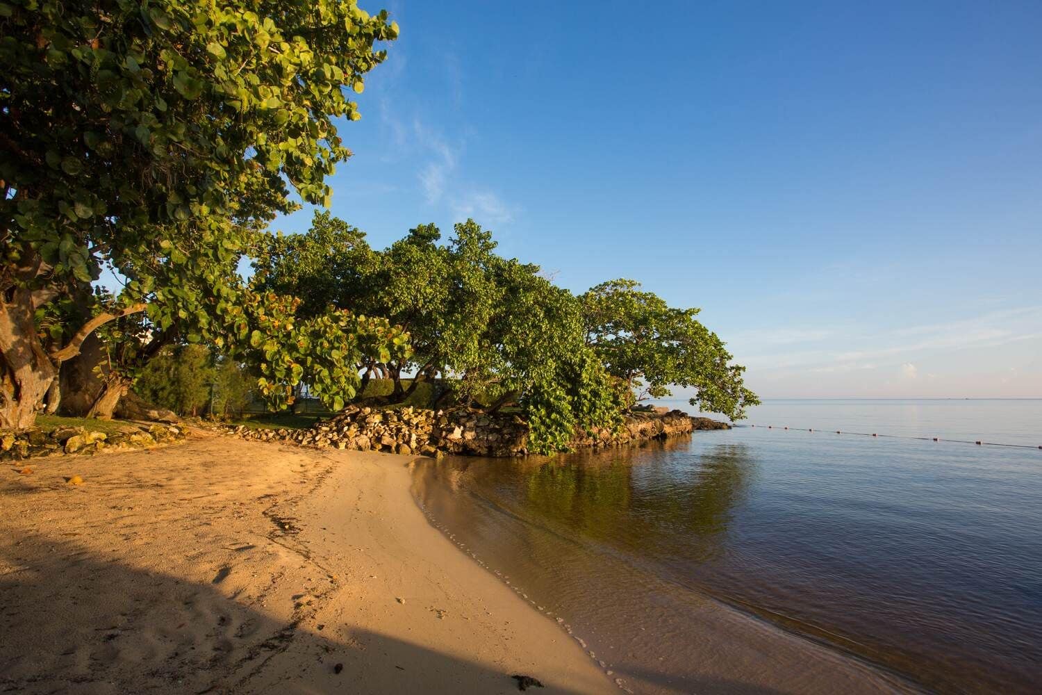 Golden light on the beach under a sea grape tree